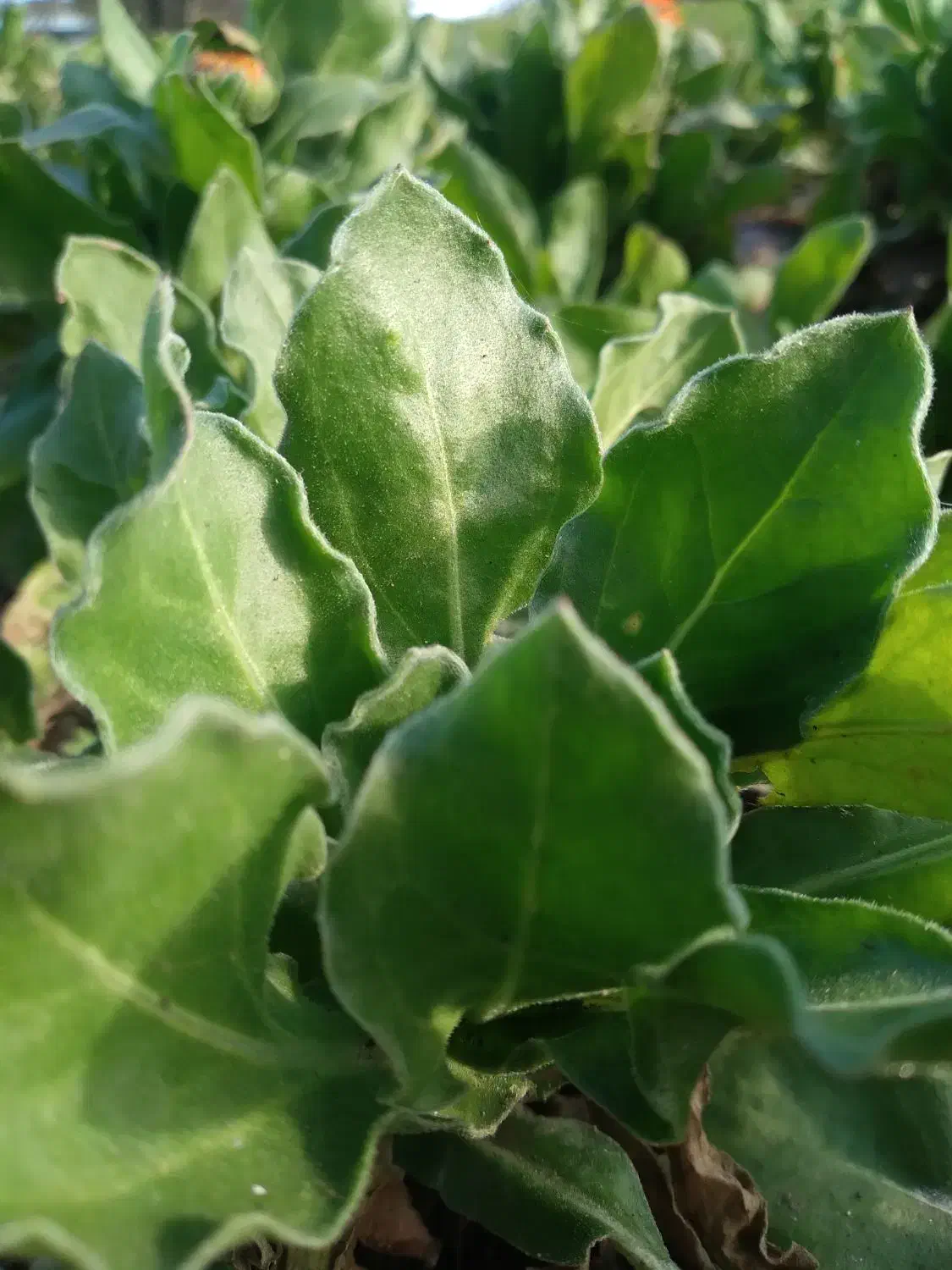 سبزی خوردشده|خوردنی و آشامیدنی|رشت, چله خانه|دیوار