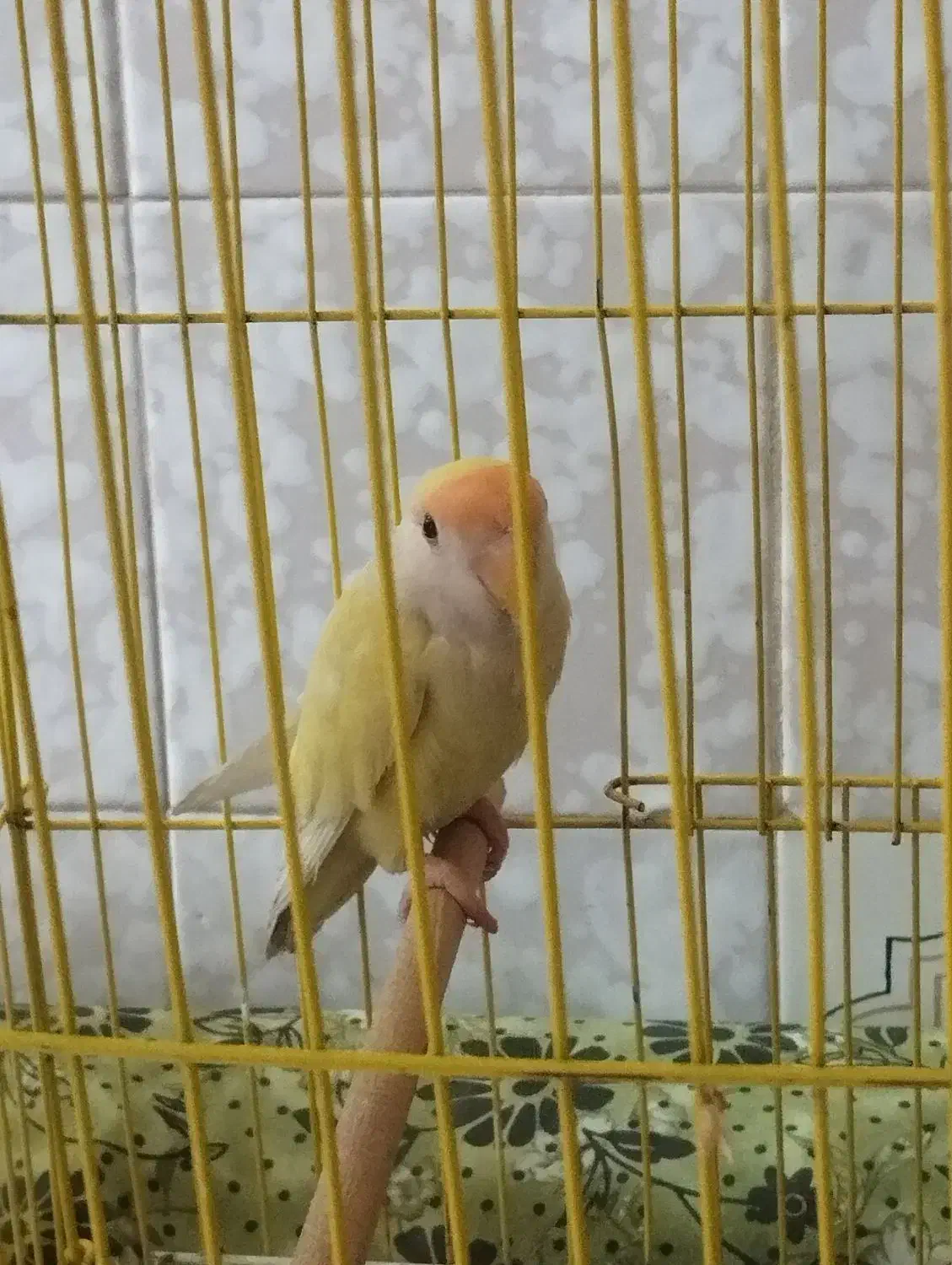 پرنده|پرنده|بندر امام خمینی, |دیوار