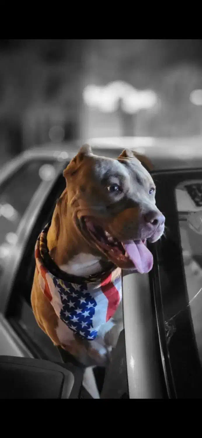 گمشده|حیوانات|بیجار, |دیوار