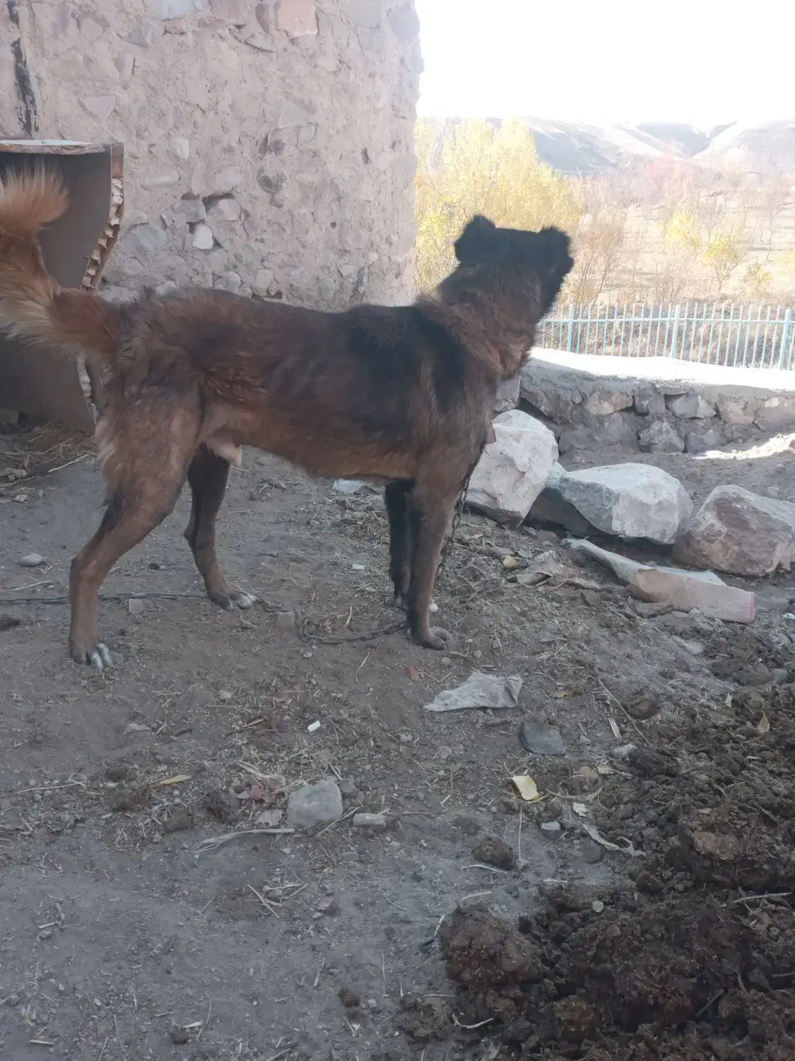 فروشی|سگ|بستان آباد, |دیوار