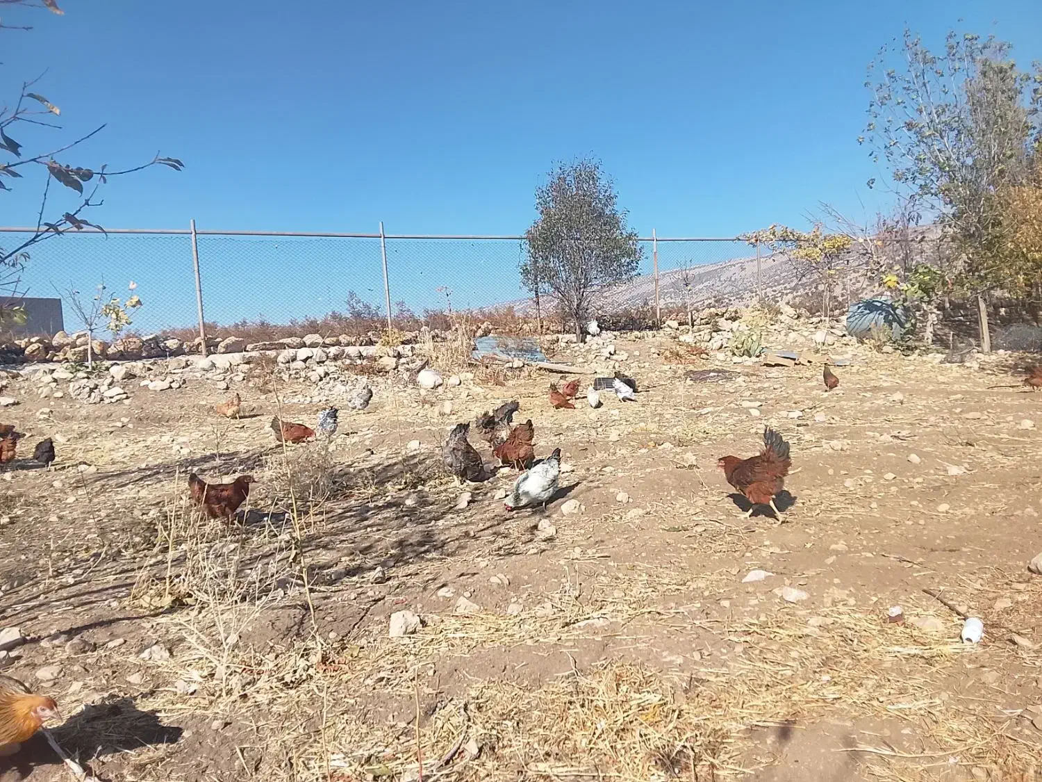 فروش مرغ تخمگذار|حیوانات مزرعه|ایوان, |دیوار