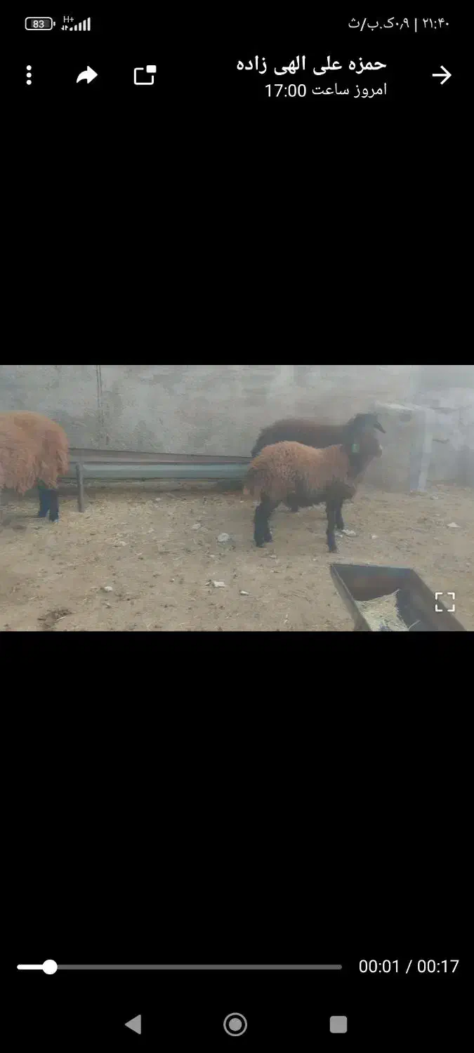 سه راس همو|حیوانات مزرعه|قوچان, |دیوار