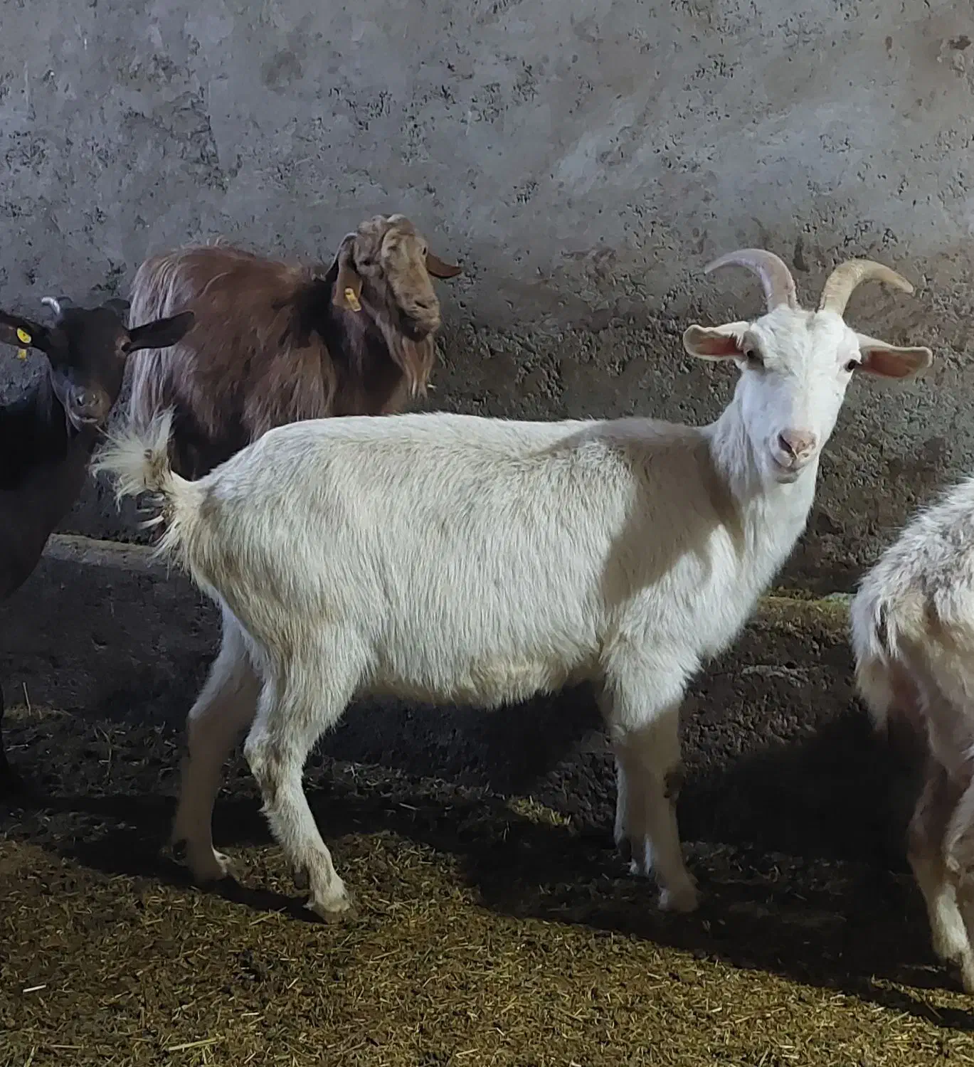 بز سانن|حیوانات مزرعه|خنداب, |دیوار