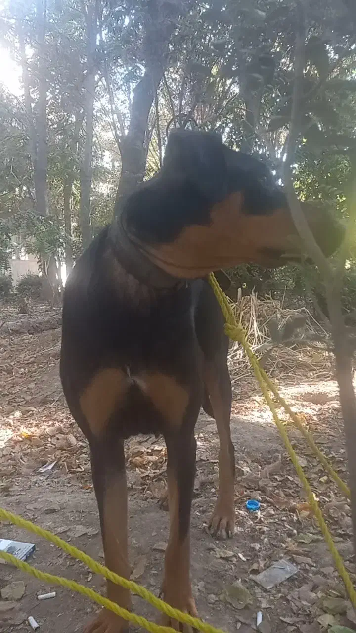 سگ دوبر من|سگ|چهاردانگه (تهران), |دیوار