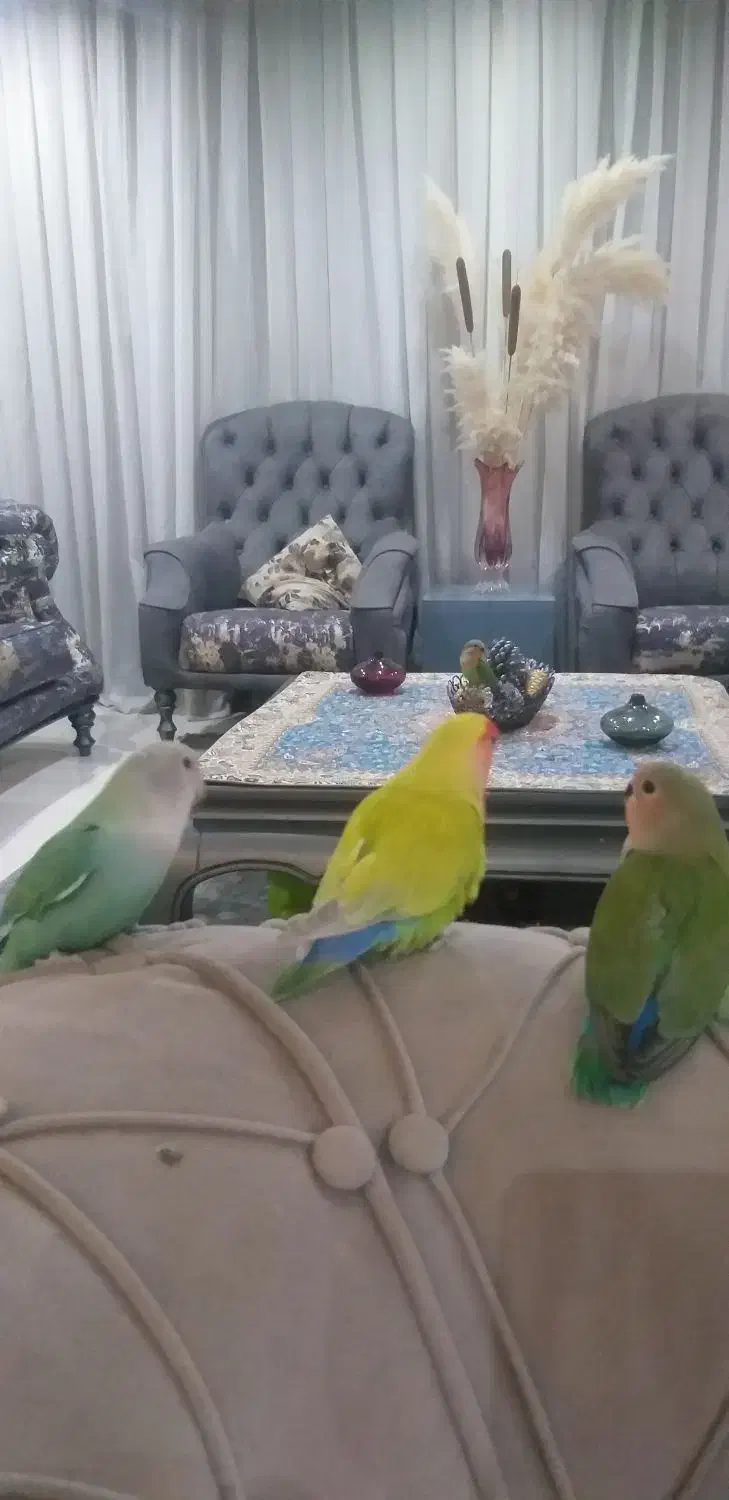 فروش جوجه طوطی برزیلی ۵عدد|پرنده|کرج, فاز ۳ مهرشهر|دیوار