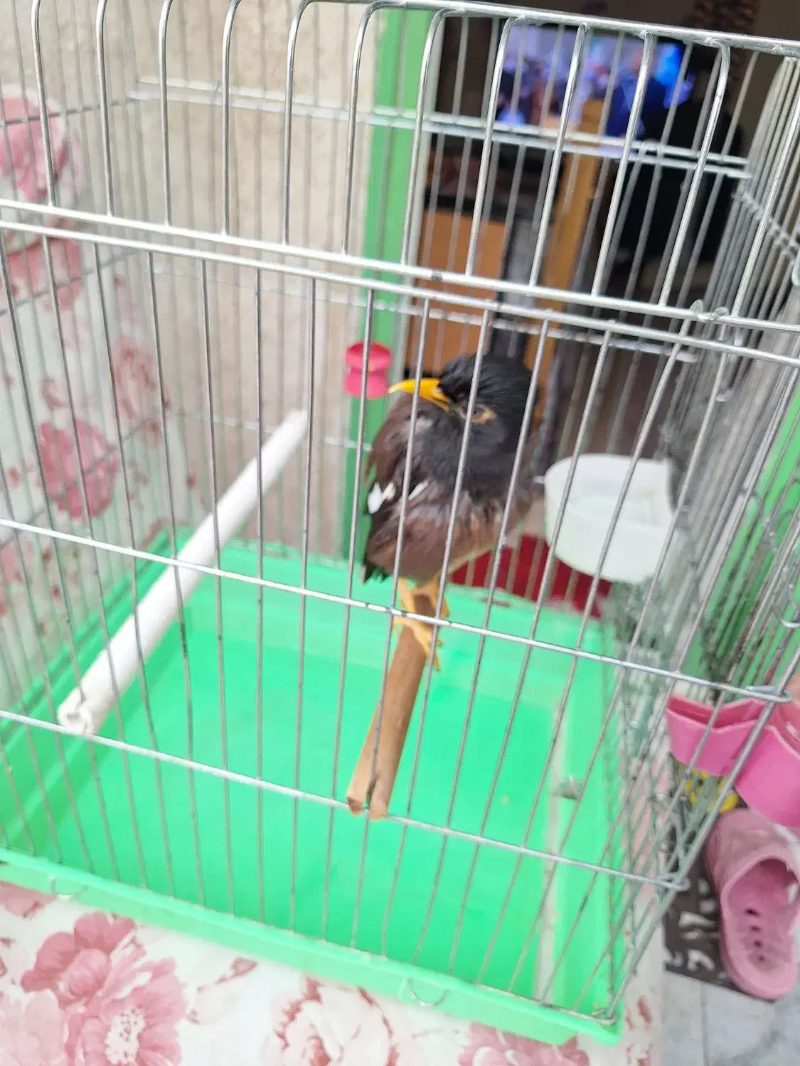 مرغ مینا|پرنده|تهران, باغ فیض|دیوار