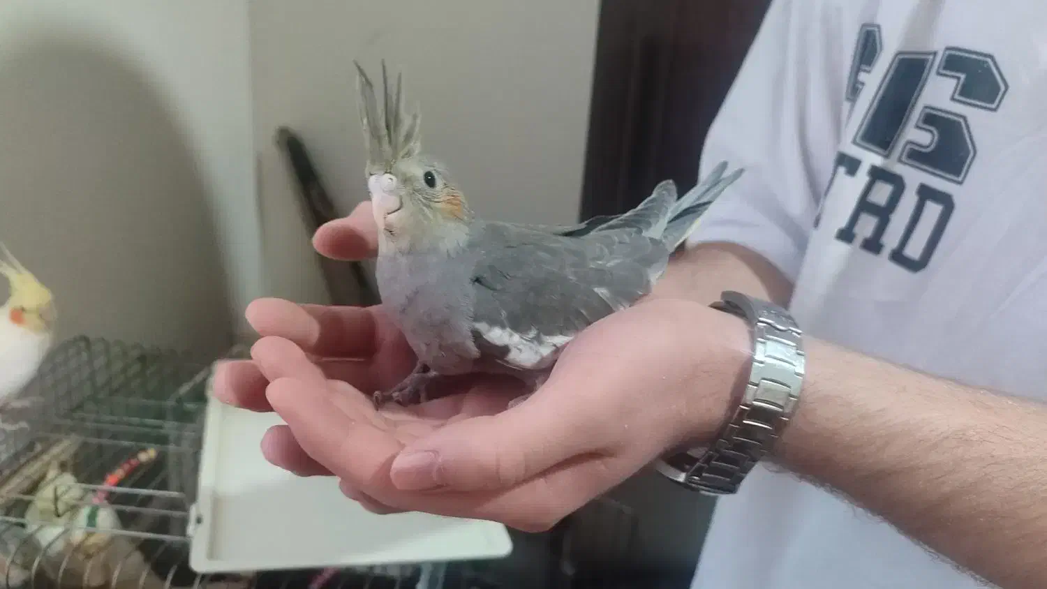 عروس هلندی سخنگو|پرنده|قزوین, |دیوار