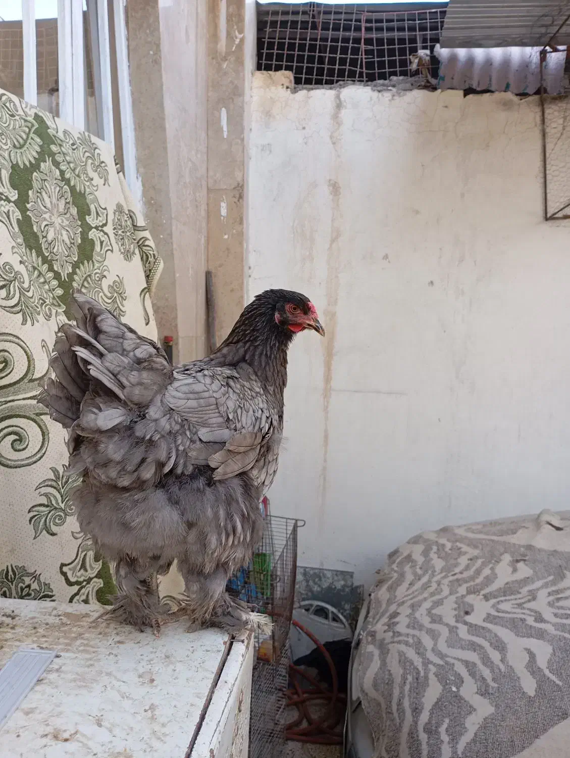 مرغ وخروس برهمای اصیل|حیوانات مزرعه|تربتحیدریه, بالا ولایت|دیوار