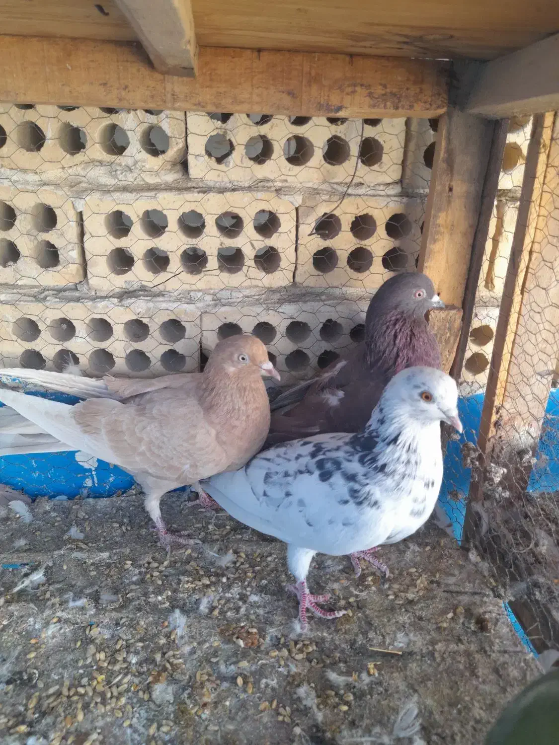 کفتر|پرنده|کاشان, مصلی|دیوار