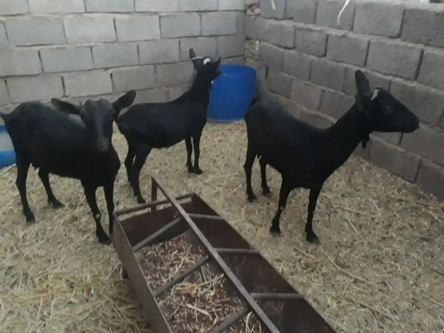 فروش گوسفند|حیوانات مزرعه|زرند, |دیوار