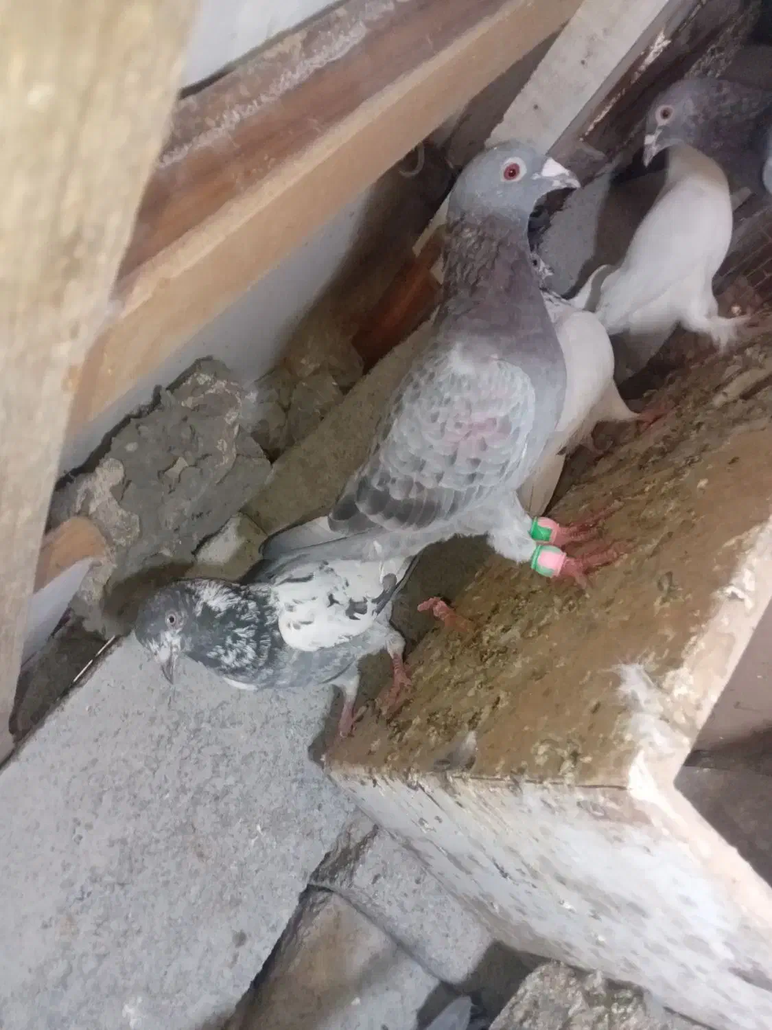 کفترپرشی|پرنده|میناب, |دیوار