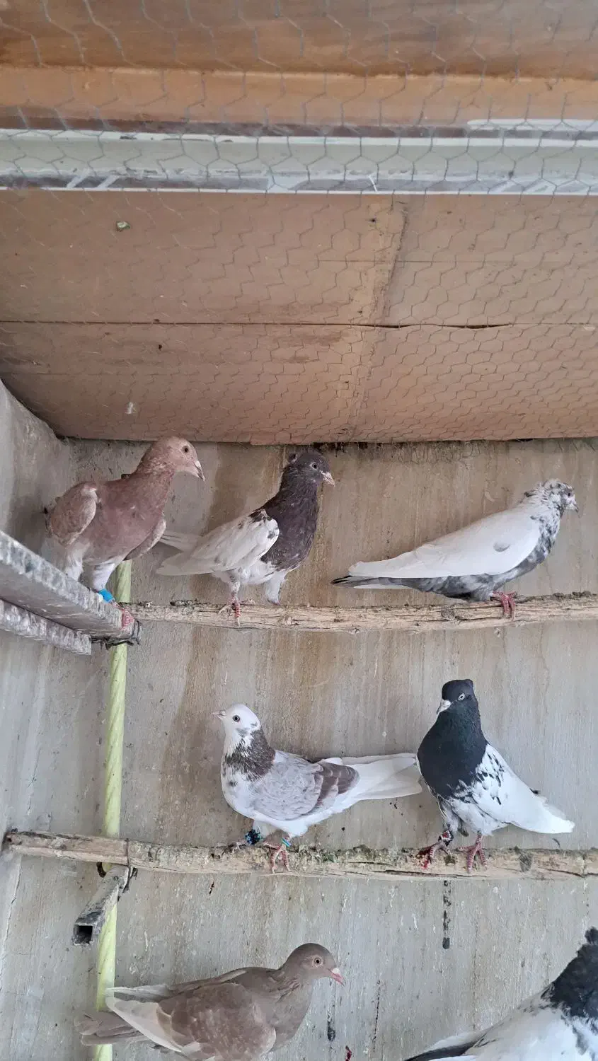 کبوتر رنگی سرور دمبی کفتر هوایی نر|پرنده|اصفهان, قائمیه|دیوار