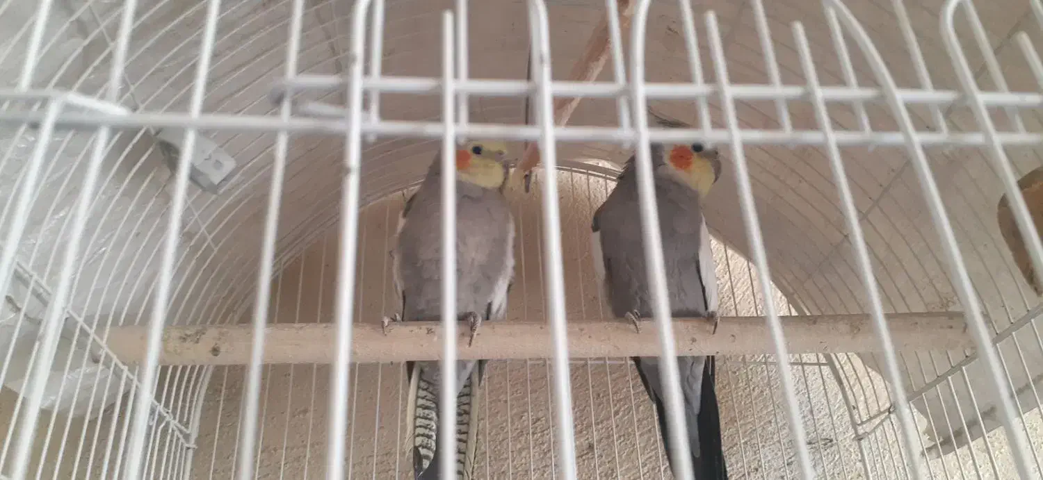 عروس هلندی|پرنده|مشکیندشت, |دیوار