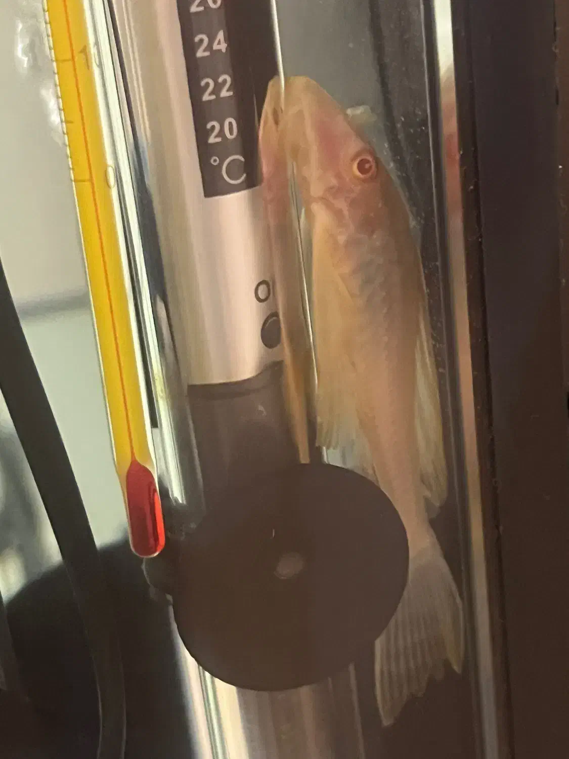 کت سلفین|ماهی|کرج, عظیمیه|دیوار