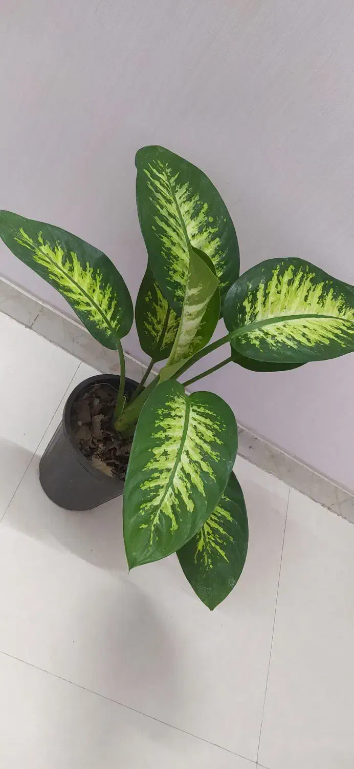 یوکای مقاوم فقط ۳۴۰|گل و گیاه طبیعی|اصفهان, سرچشمه|دیوار