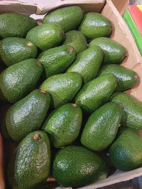 آووکادو اوکادو اووکادو اواکادو آوکادو کنیا  ایرانی|خوردنی و آشامیدنی|تهران, میدان میوه و تره‌بار مرکزی|دیوار