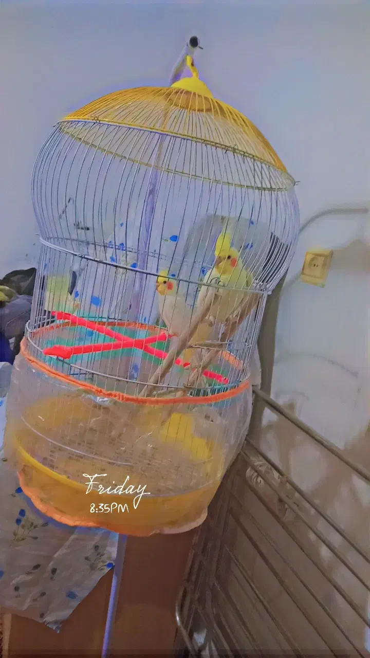 عروس هلندی|پرنده|قائن, |دیوار