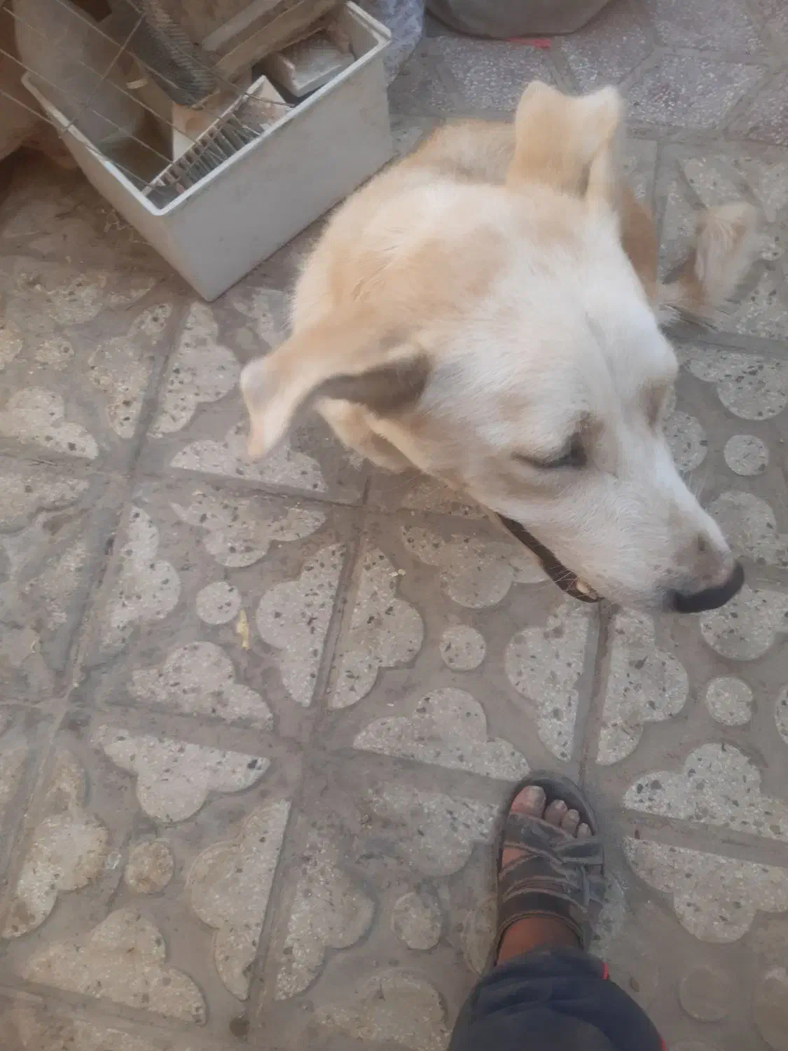 ماده هاسکی کرم|سگ|شیراز, سیاه سنگ|دیوار