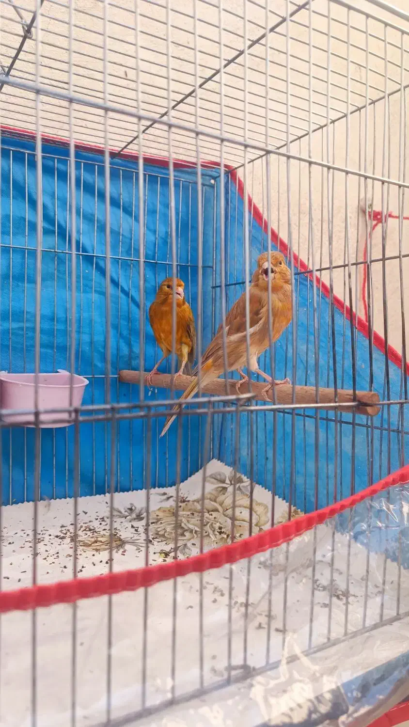 جفت قناری شتری سرخ نر و ماده|پرنده|شیراز, احمدآباد|دیوار