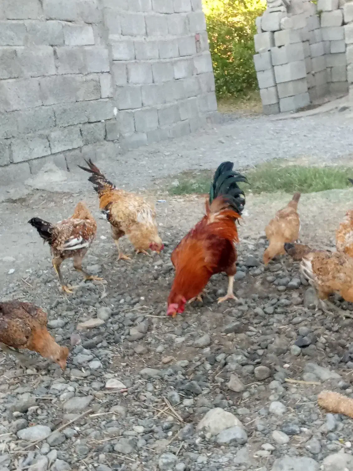 2عدد خروس|حیوانات مزرعه|فاریاب, |دیوار