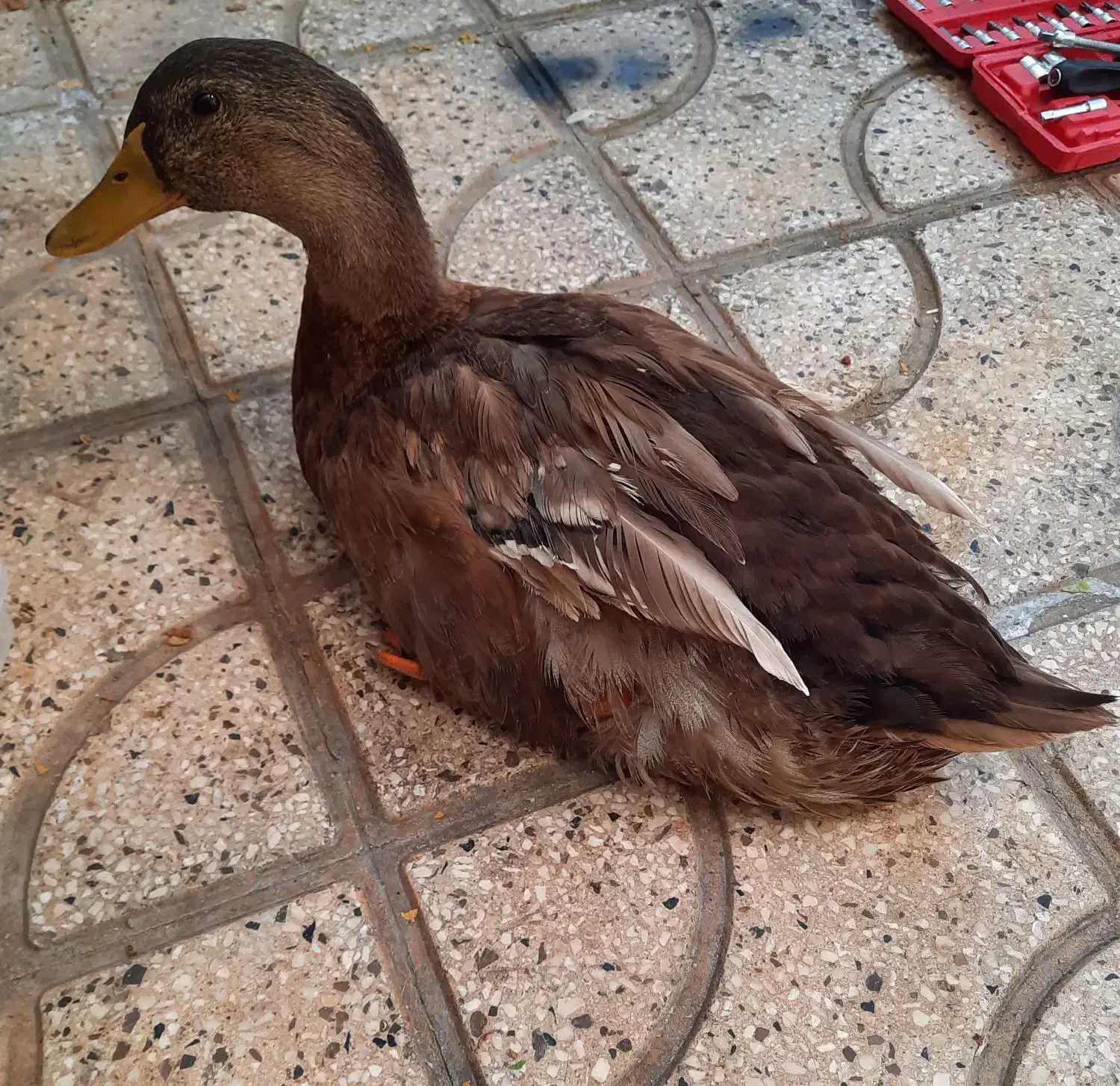 اردک نر|حیوانات مزرعه|شیراز, زرگری|دیوار