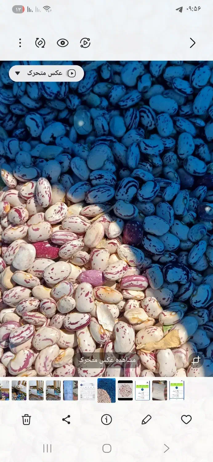 لوبیا هفتاد روزه|خوردنی و آشامیدنی|کشاورز, |دیوار