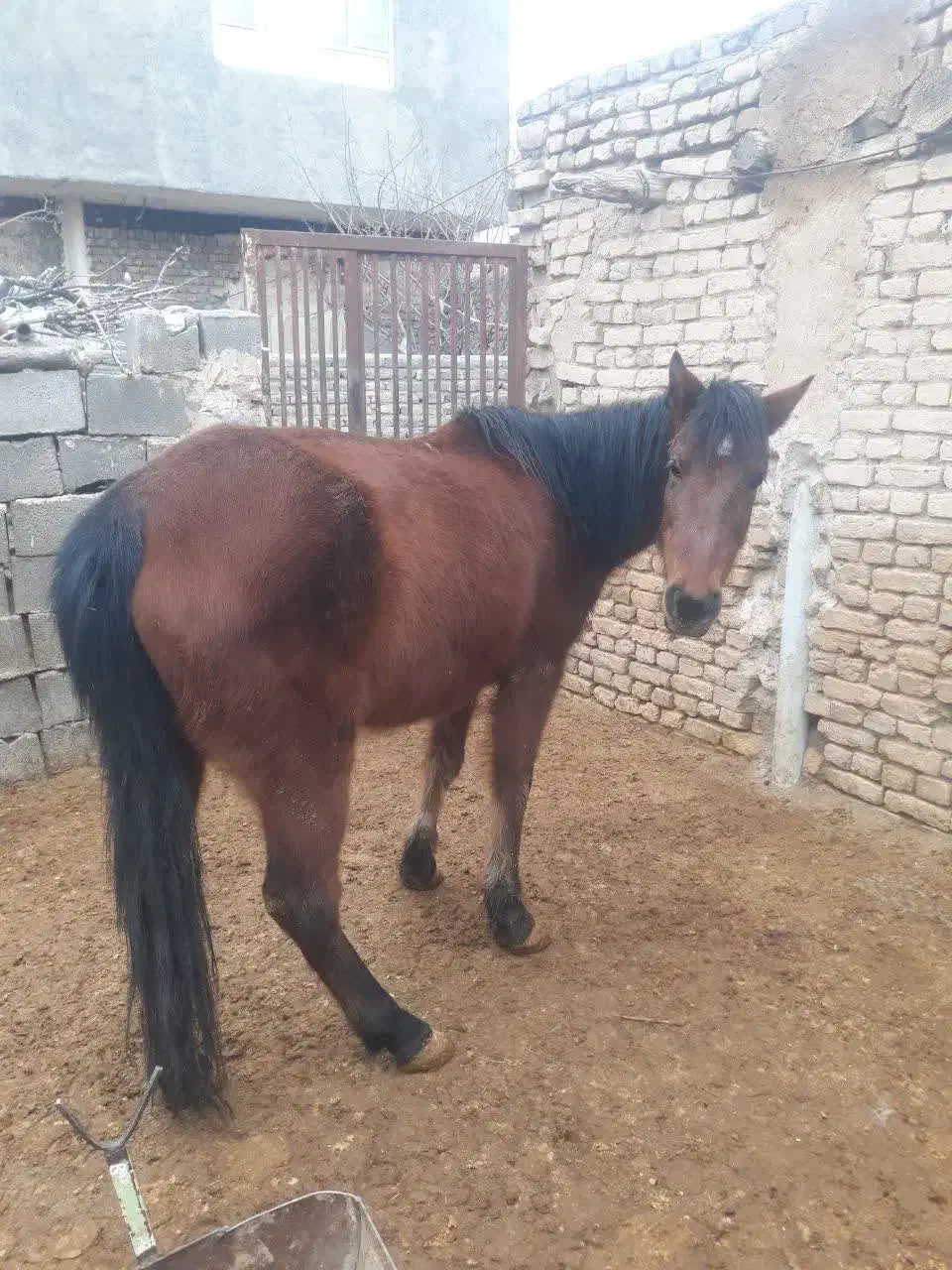 اسب گلگی آبستن فروشی|اسب و تجهیزات اسب‌سواری|مشهد, شهرک بهارستان|دیوار