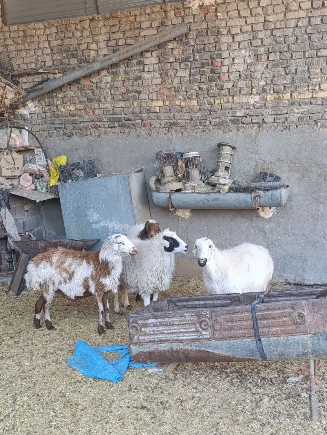 ۴عدد میش آبستن وجوان دونه ۱۲۵۰۰|حیوانات مزرعه|قائن, |دیوار