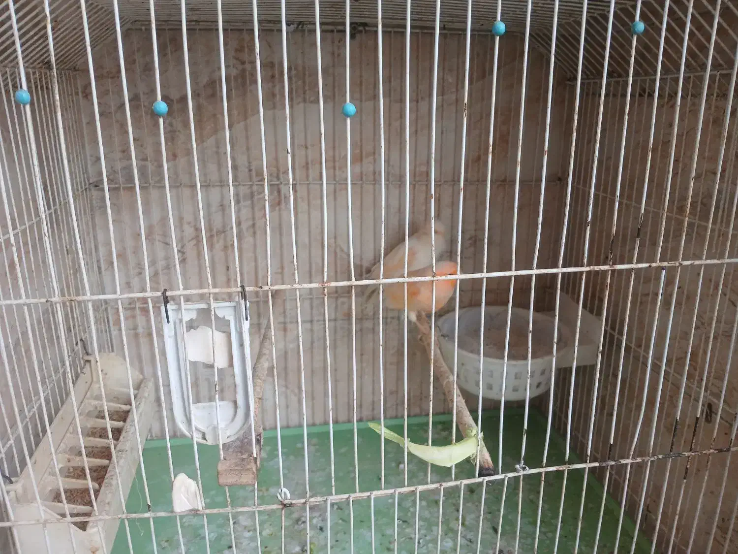 قناری سرامیکی اصیل|پرنده|کرج, کرج نو|دیوار