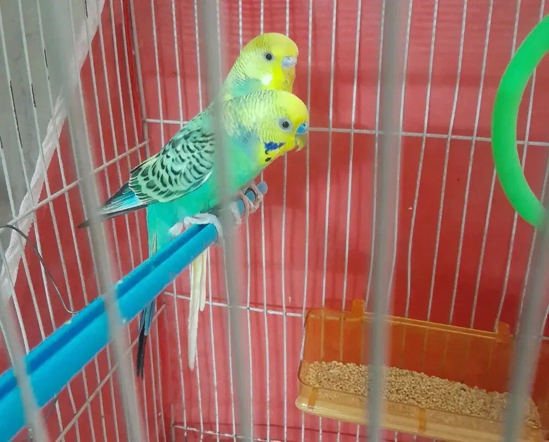 مرغ عشق|پرنده|مشهد, عامل|دیوار