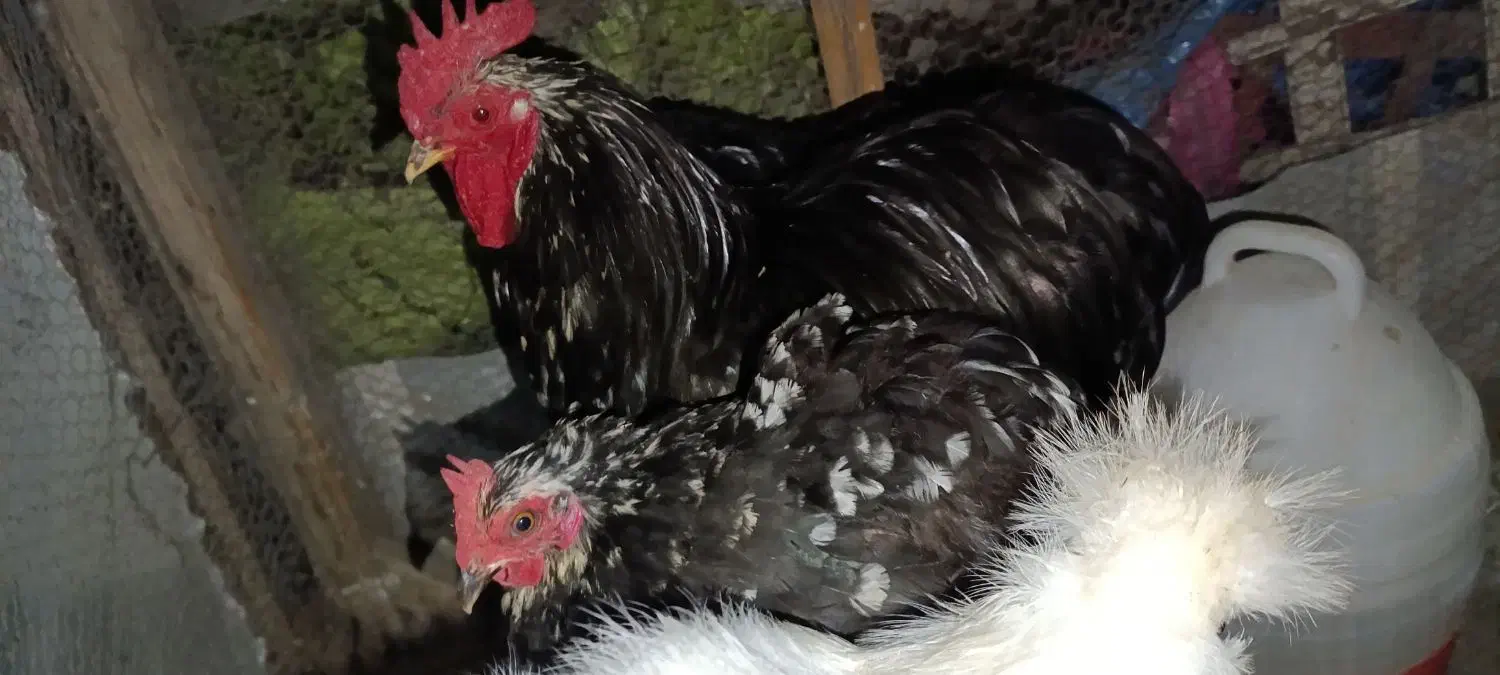 مرغ و خروس کوشین و برهما|حیوانات مزرعه|بابلسر, |دیوار