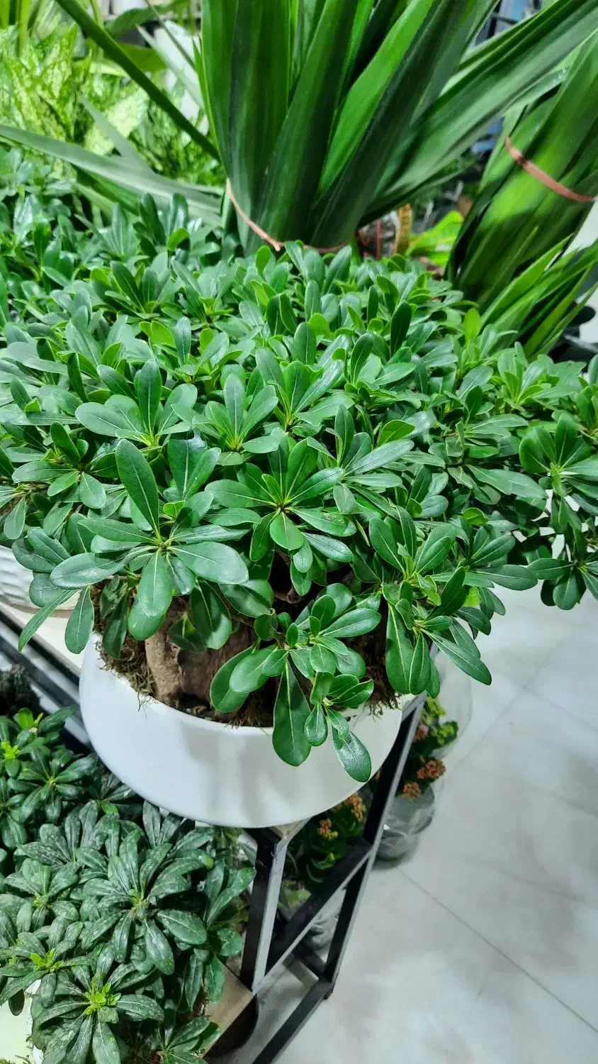 گل آپارتمانی گلدان کود خاک سم چهارپایه استند|گل و گیاه طبیعی|الوند, |دیوار