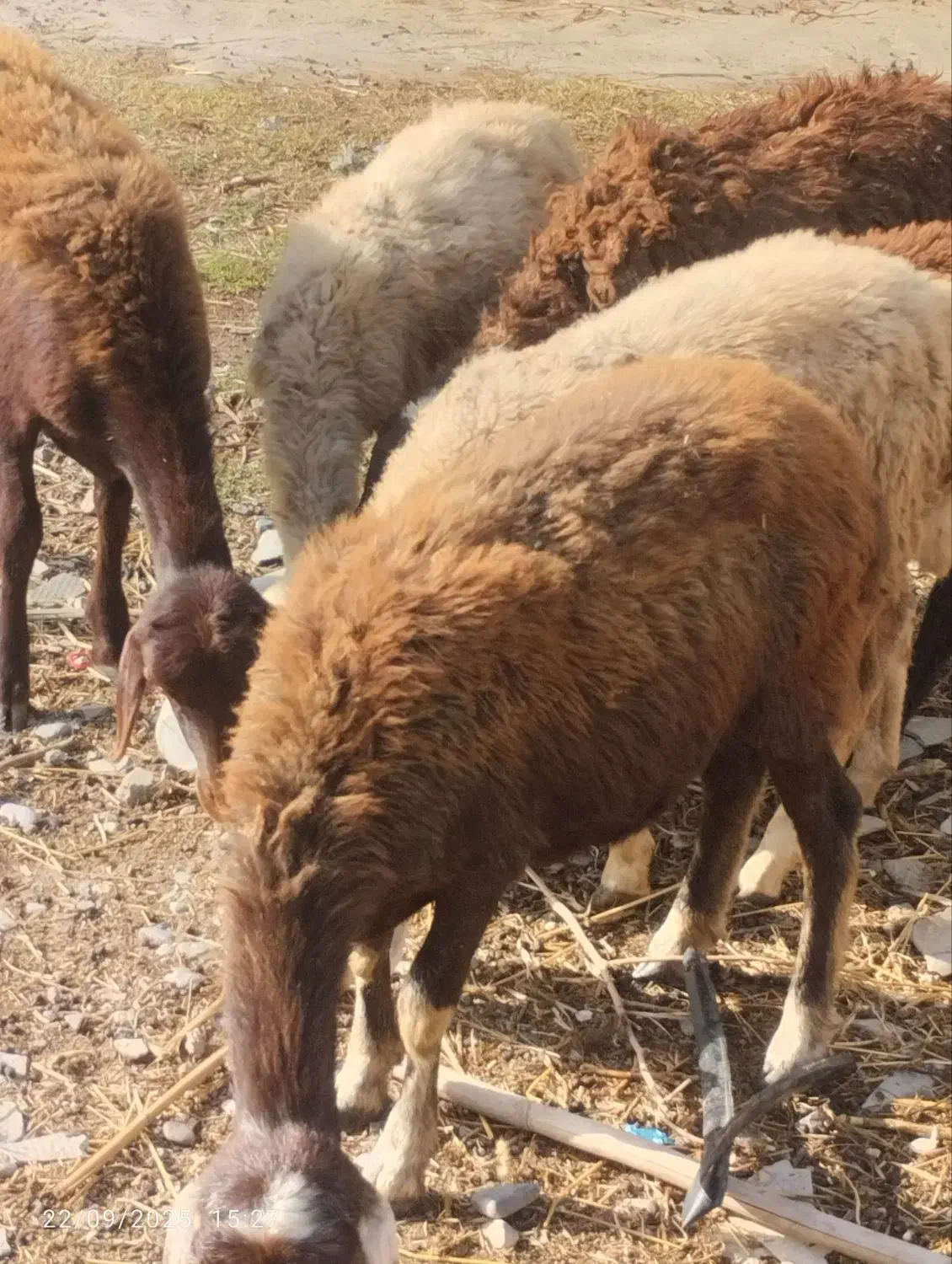 گوسفند ها گم شدن هرکس خبری دار یا چیزی لطفاًبگ|حیوانات|آزادشهر, |دیوار