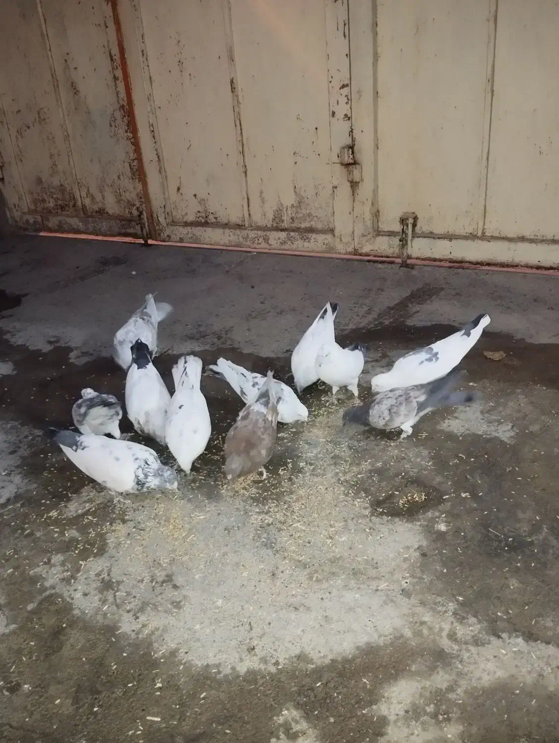 کبوترز|پرنده|نهاوند, |دیوار