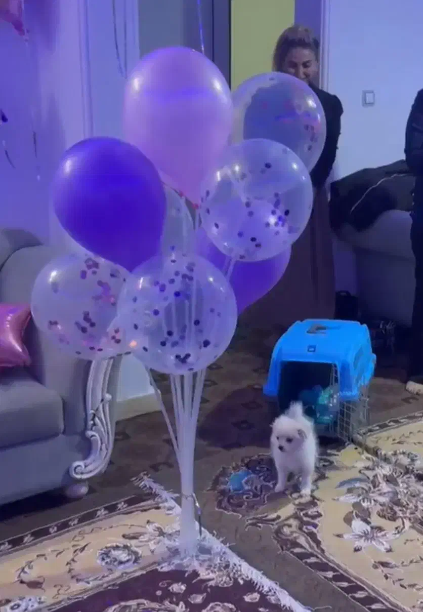 سگ پامر اشپیتزعروسکی|سگ|صدرا-فارس, فاز ۱|دیوار