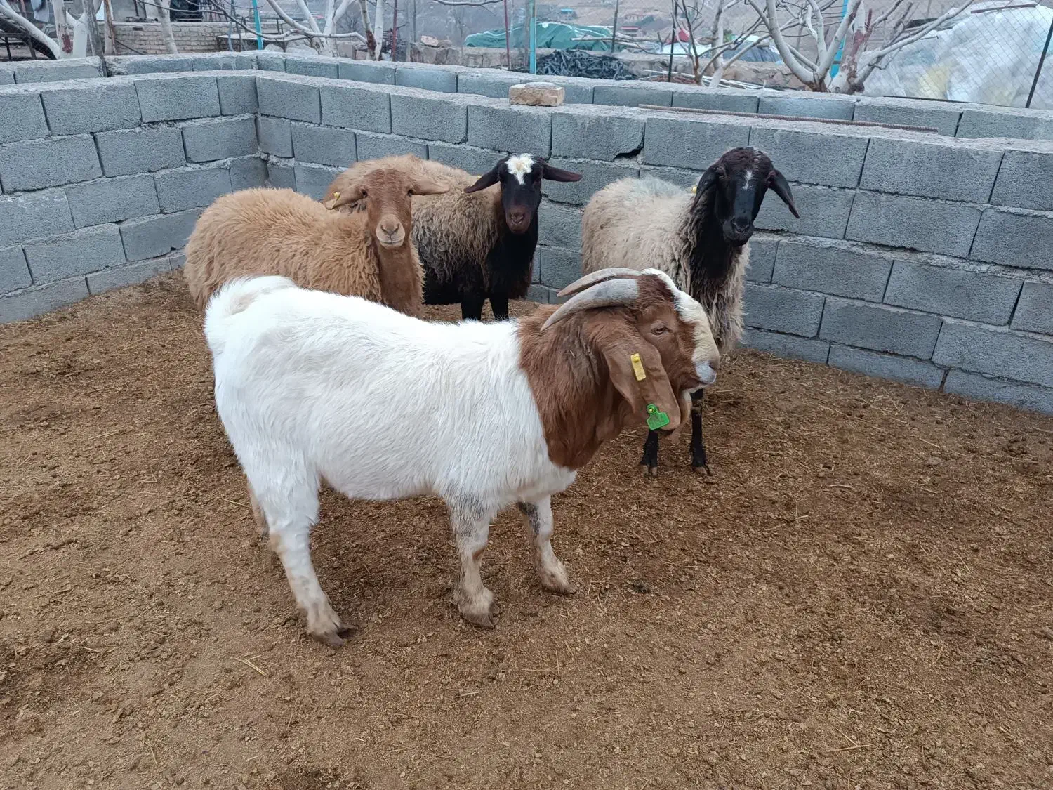 نربز‌ااصل‌بوئر‌|حیوانات مزرعه|قزوین, |دیوار