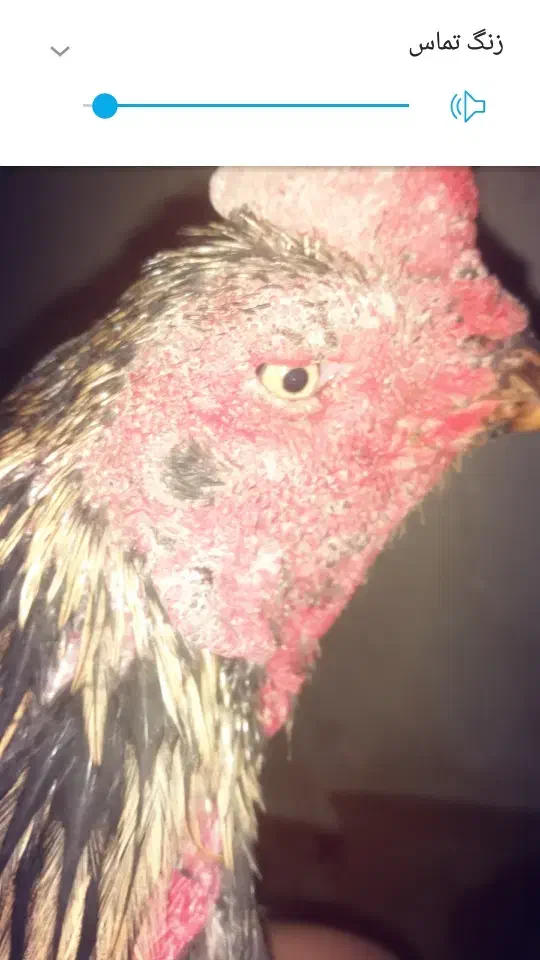 خروس اصیل|حیوانات مزرعه|سراوان, |دیوار