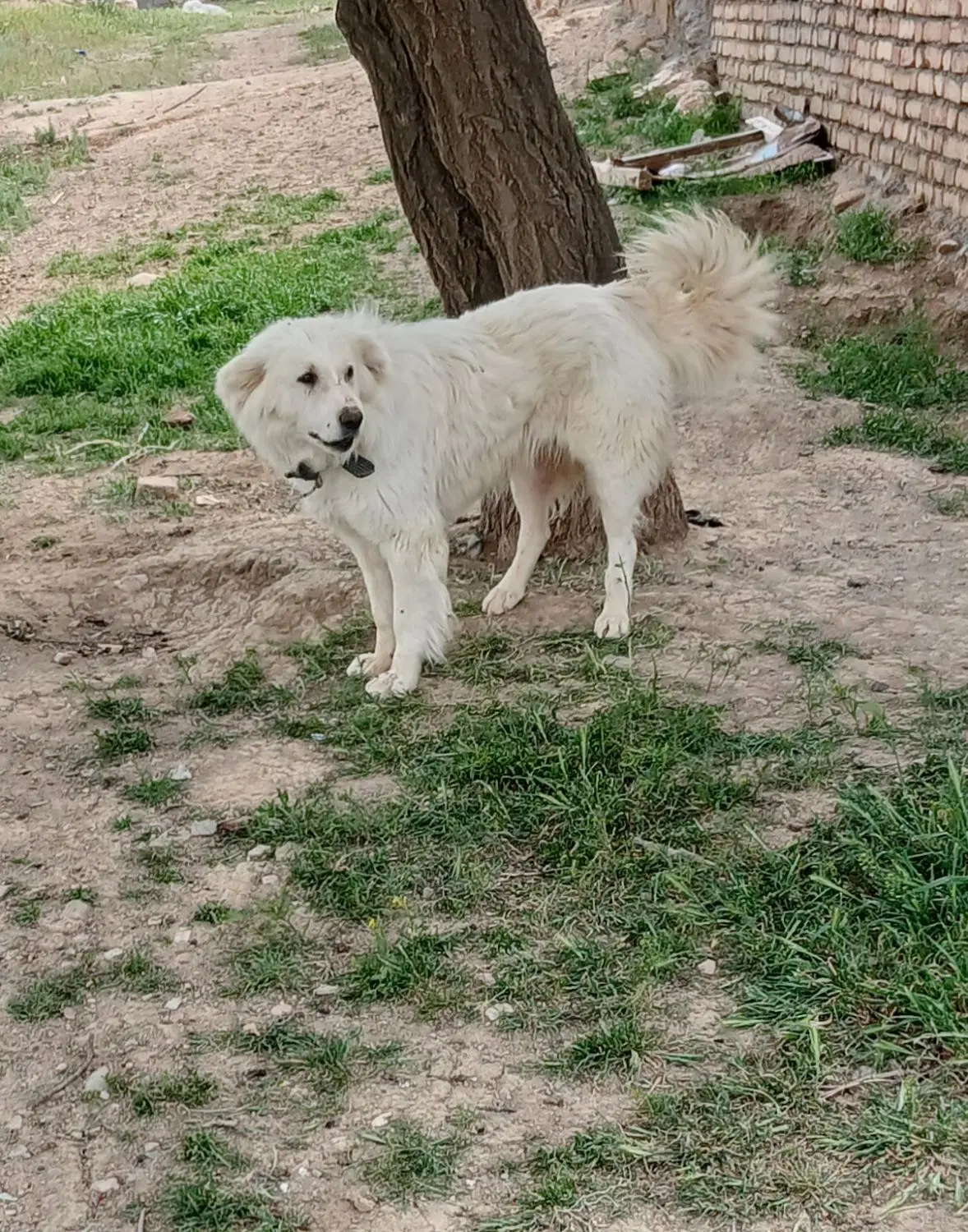 سگ گله ای|سگ|سنقر, |دیوار