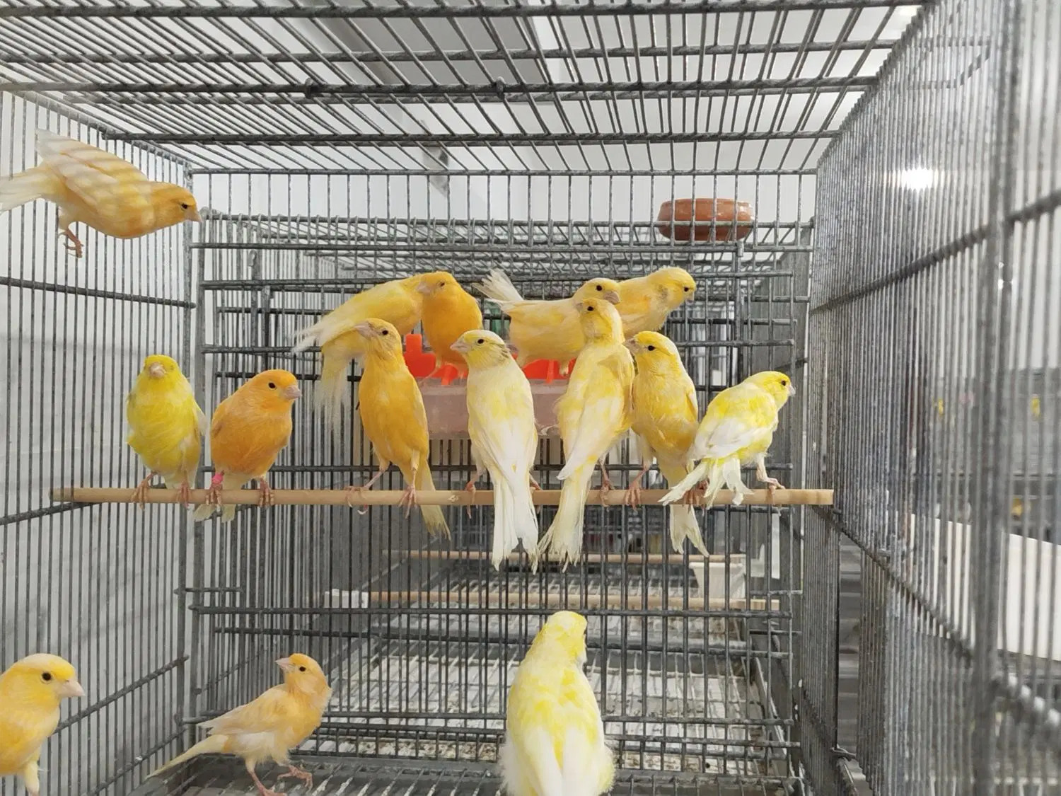 قناری|پرنده|گناباد, |دیوار