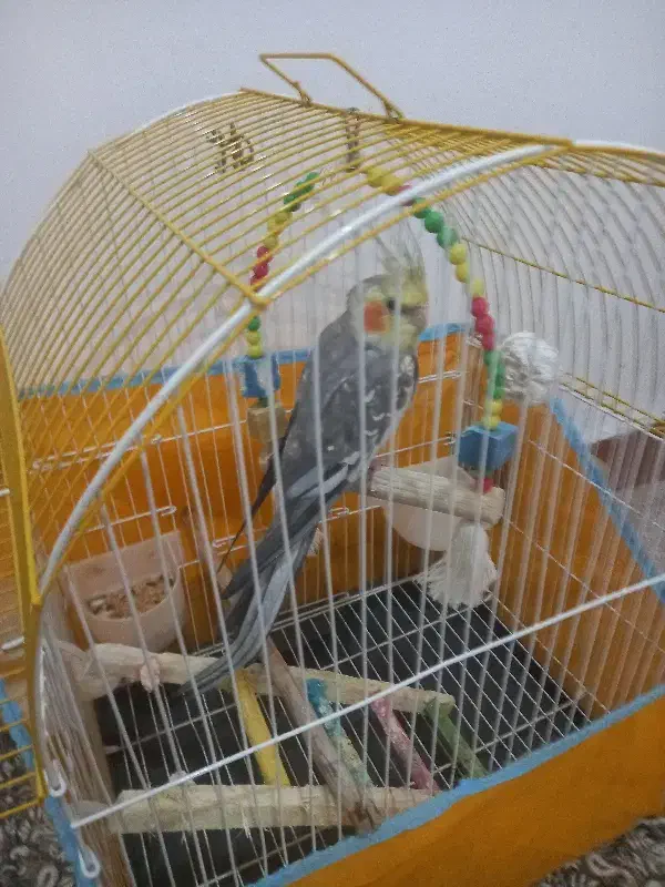 طوطی عروس|پرنده|رشت, حمیدیان|دیوار