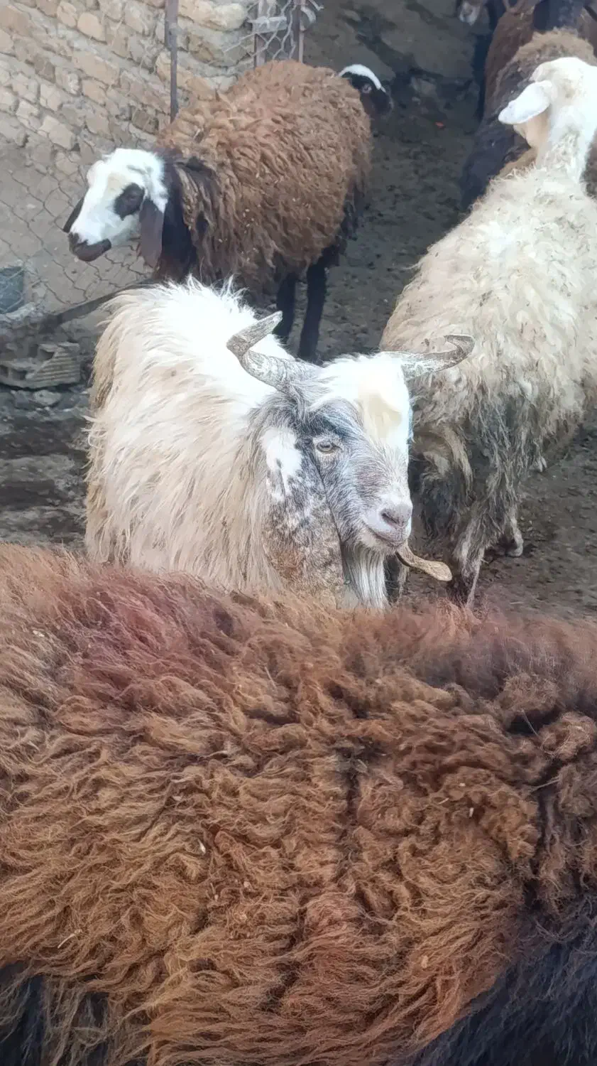 چپش نر  کیلویی 300|حیوانات مزرعه|زاغه, |دیوار