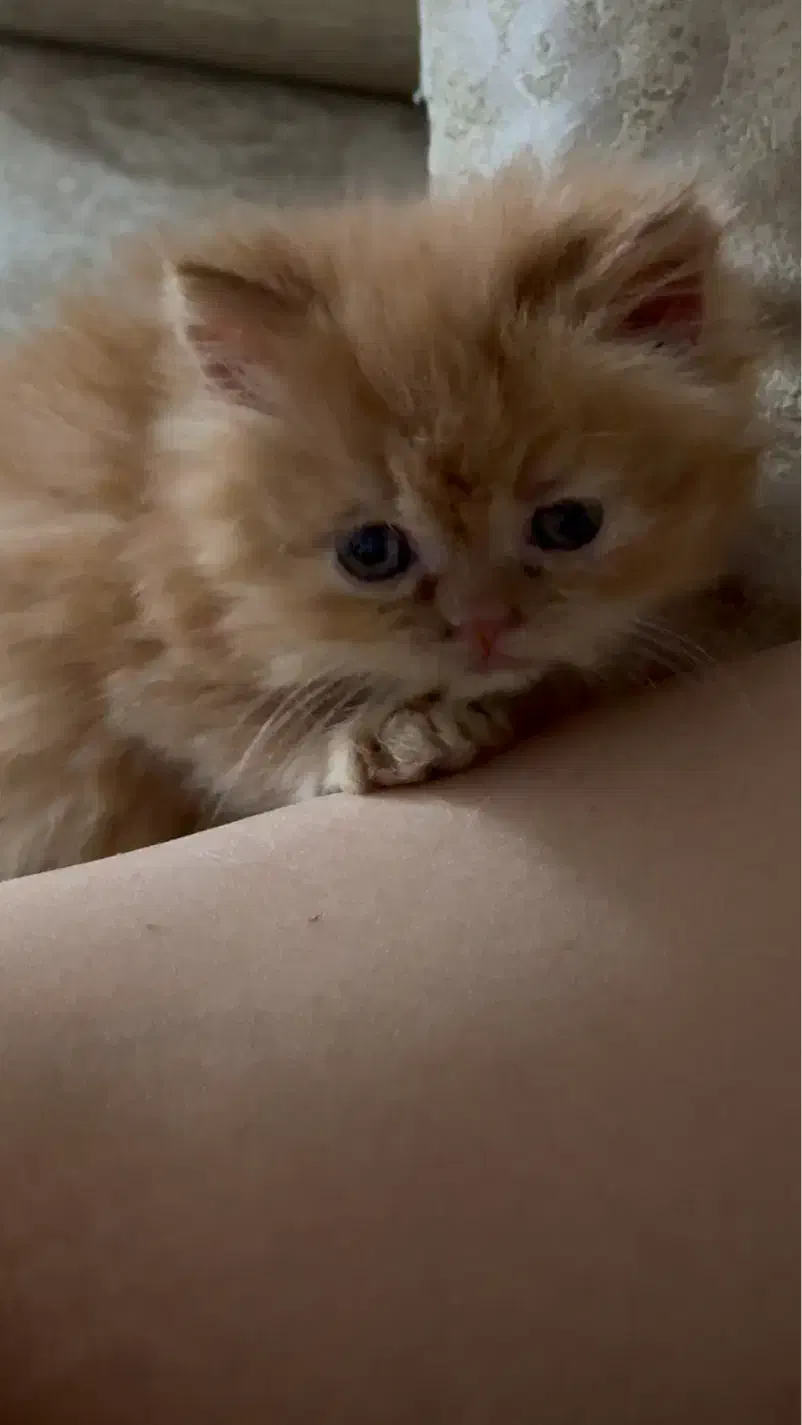 واگذاری|گربه|قم, بنیاد|دیوار