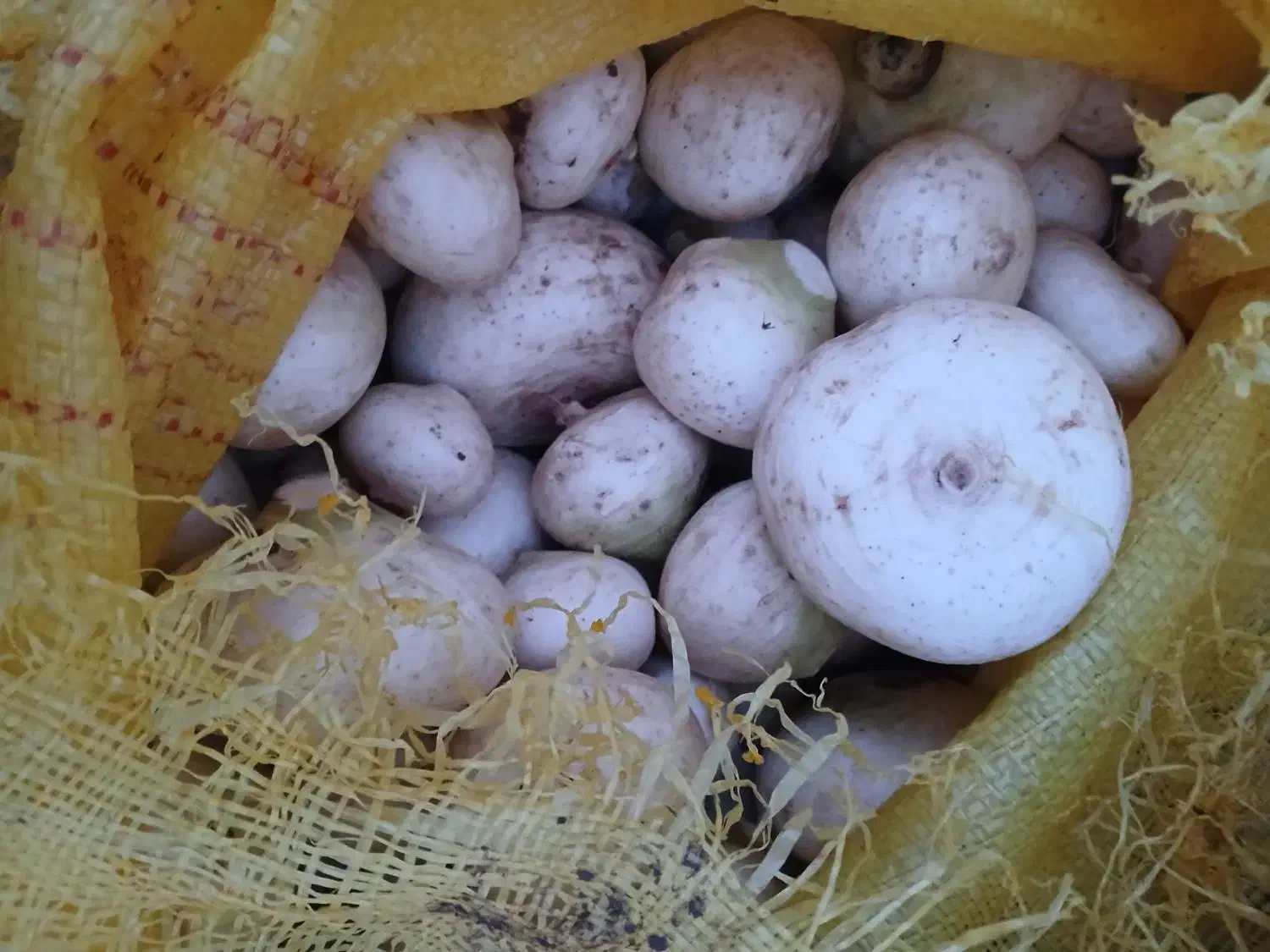 شلغم درشت جهت گوسفند|حیوانات مزرعه|بیرجند, |دیوار