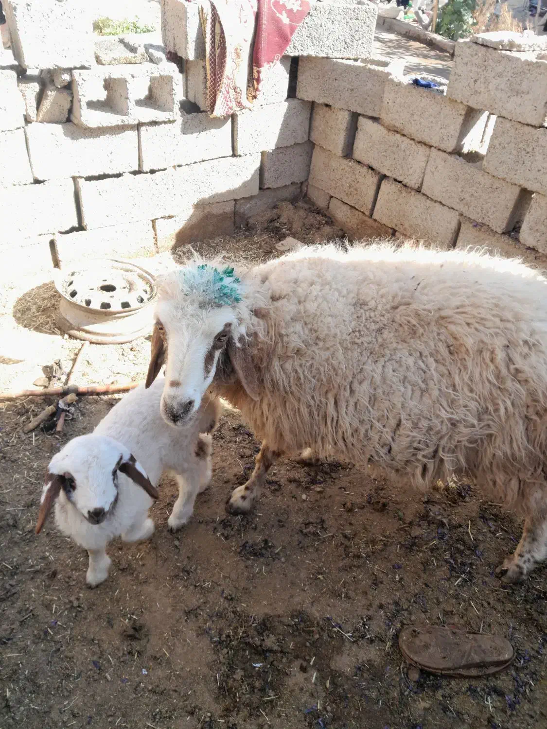 میش بره آبستن بیاس آباد|حیوانات مزرعه|قاسمآباد (خواف), |دیوار
