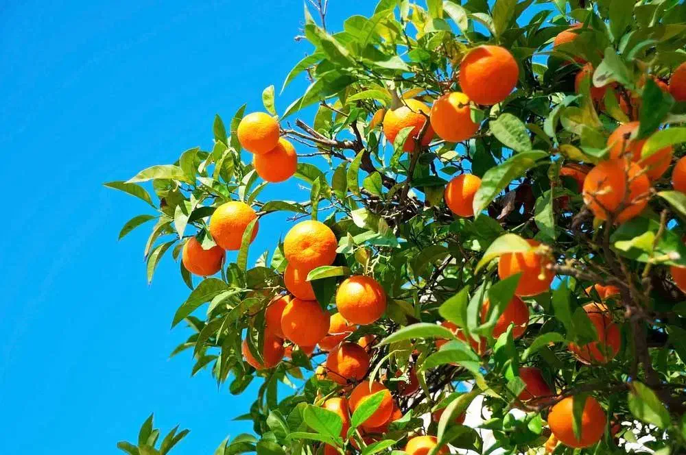کاردرترکیه|استخدام معماری، عمران و ساختمانی|خوی, |دیوار