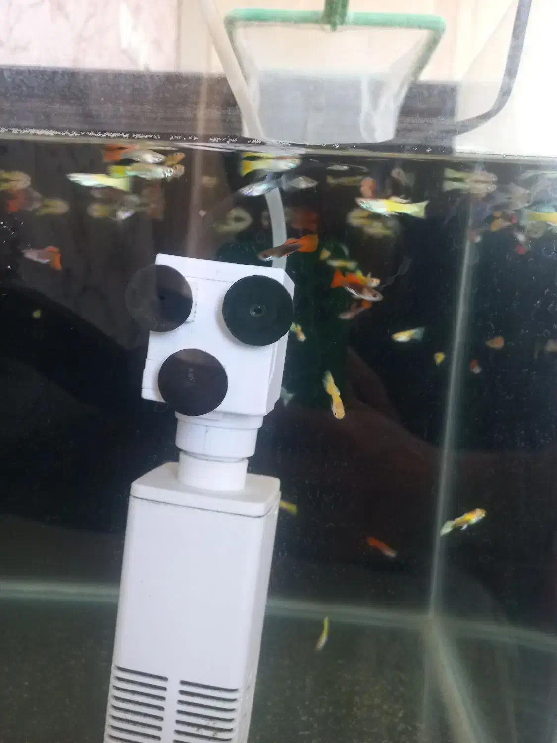 ماهی گوپی|ماهی|اصفهان, ملکشهر|دیوار