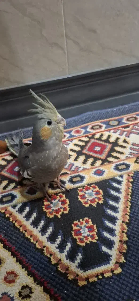 عروس هلندی یکماه و نیمه|پرنده|خمینیشهر, |دیوار