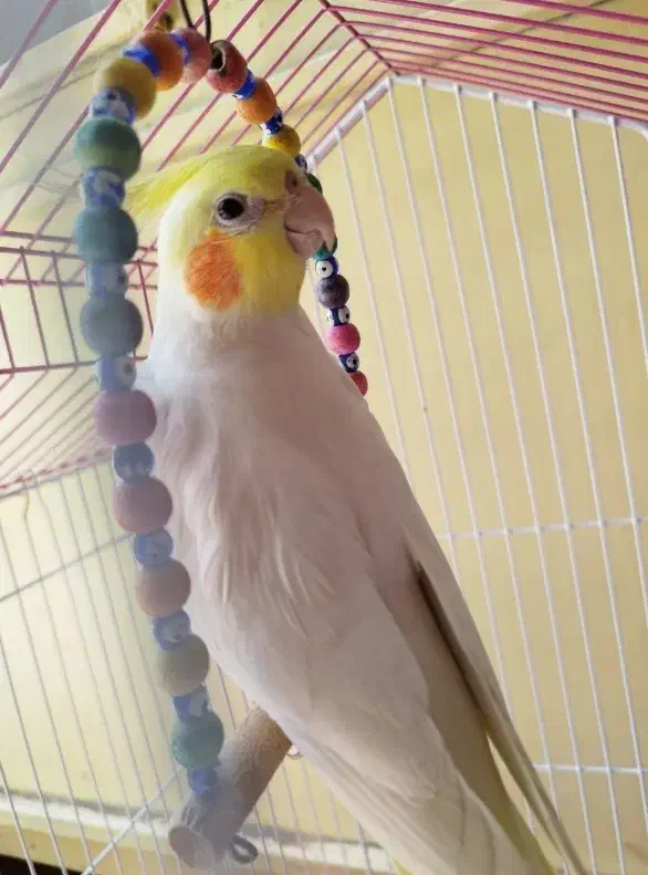 عروس هلندی گمشده|حیوانات|زاهدان, |دیوار