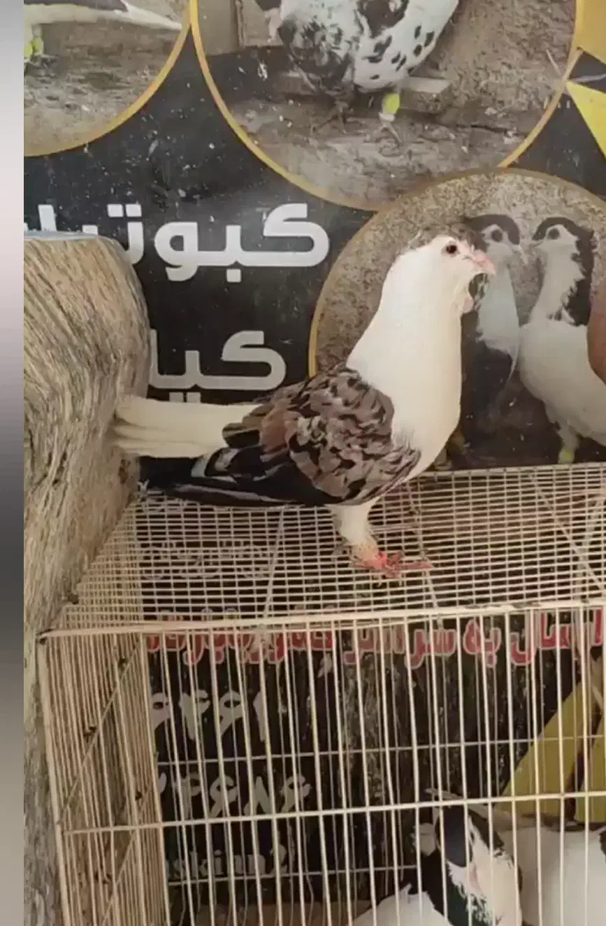 ساده هفرنگ جفتگاه|پرنده|رضویه, |دیوار