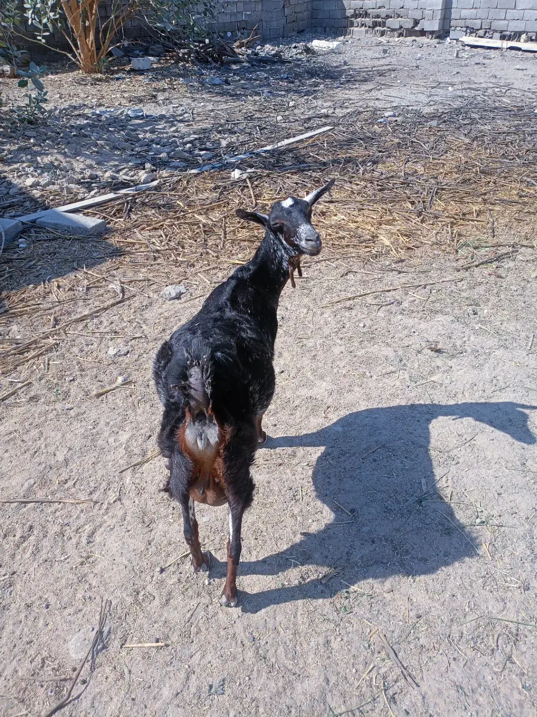 فروش بزسلاله|حیوانات مزرعه|چابهار, |دیوار